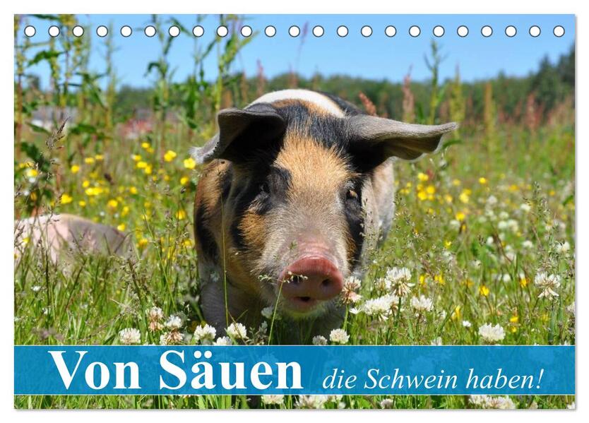 Von Säuen die Schwein haben! (Tischkalender 2024 DIN A5 quer) CALVENDO Monatskalender