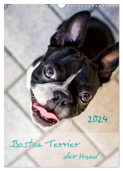 Boston Terrier der Hund 2024 (Wandkalender 2024 DIN A3 hoch) CALVENDO Monatskalender