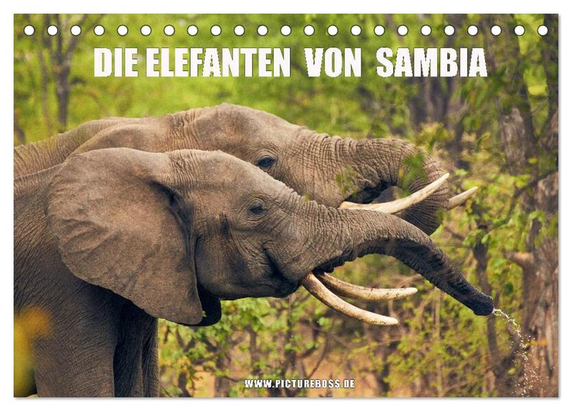 Die Elefanten von Sambia (Tischkalender 2024 DIN A5 quer) CALVENDO Monatskalender