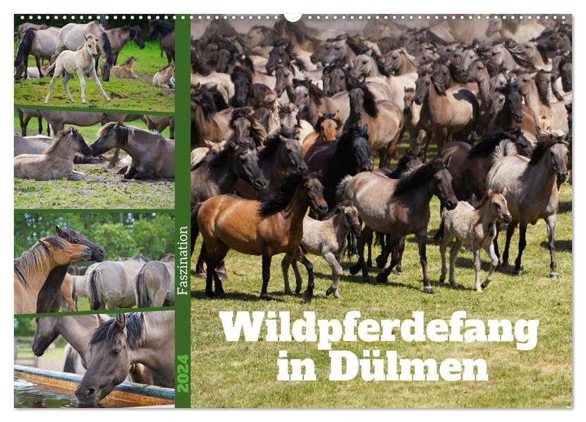 Faszination Wildpferdefang in Dülmen (Wandkalender 2024 DIN A2 quer) CALVENDO Monatskalender