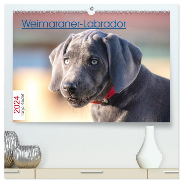 Weimaraner-Labrador (hochwertiger Premium Wandkalender 2024 DIN A2 quer) Kunstdruck in Hochglanz