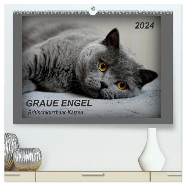 GRAUE ENGEL Britischkurzhaar-Katzen (hochwertiger Premium Wandkalender 2024 DIN A2 quer) Kunstdruck in Hochglanz