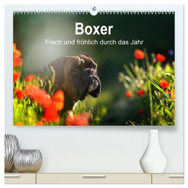 Boxer Frech und fröhlich durch das Jahr (hochwertiger Premium Wandkalender 2024 DIN A2 quer) Kunstdruck in Hochglanz