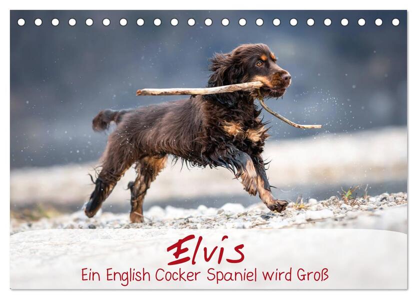 Elvis ein Engl. Cocker Spaniel wird Groß (Tischkalender 2024 DIN A5 quer) CALVENDO Monatskalender