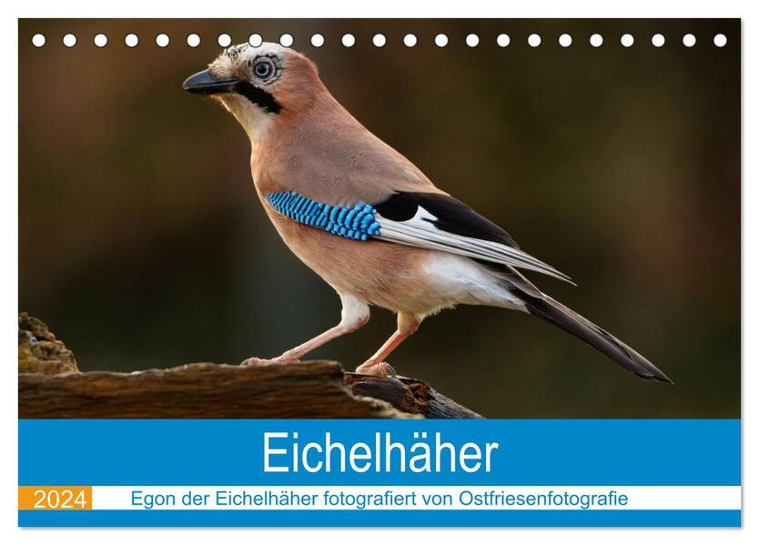 Eichelhäher - Egon der Eichelhäher fotografiert von Ostfriesenfotografie (Tischkalender 2024 DIN A5 quer) CALVENDO Monatskalender