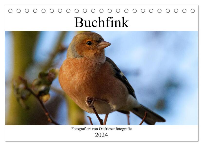 Buchfink - Fotografiert von Ostfriesenfotografie (Tischkalender 2024 DIN A5 quer) CALVENDO Monatskalender