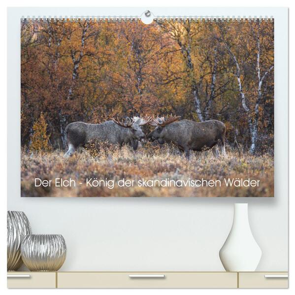 Der Elch - König der skandinavischen Wälder (hochwertiger Premium Wandkalender 2024 DIN A2 quer) Kunstdruck in Hochglanz