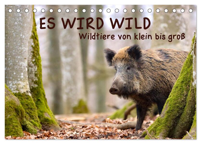 ES WIRD WILD Wildtiere von klein bis groß (Tischkalender 2024 DIN A5 quer) CALVENDO Monatskalender