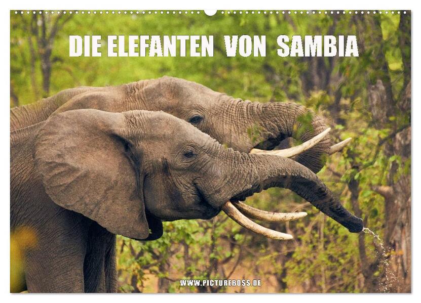 Die Elefanten von Sambia (Wandkalender 2024 DIN A2 quer) CALVENDO Monatskalender