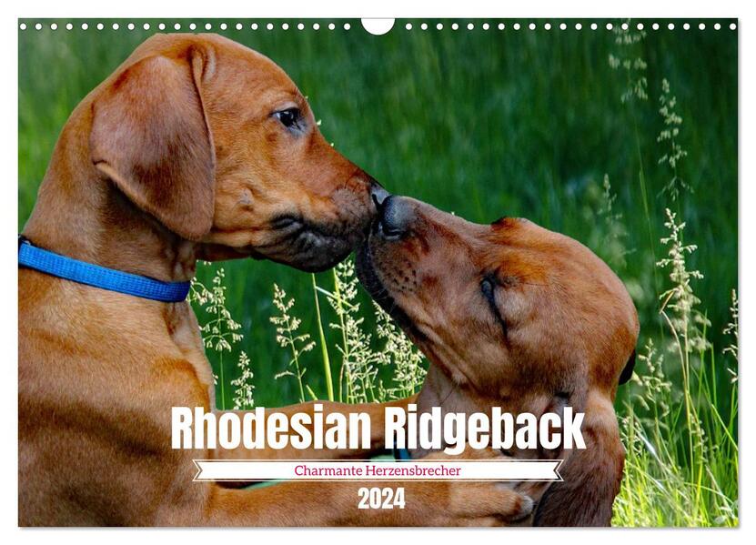 Rhodesian Ridgeback Charmante Herzensbrecher (Wandkalender 2024 DIN A3 quer) CALVENDO Monatskalender
