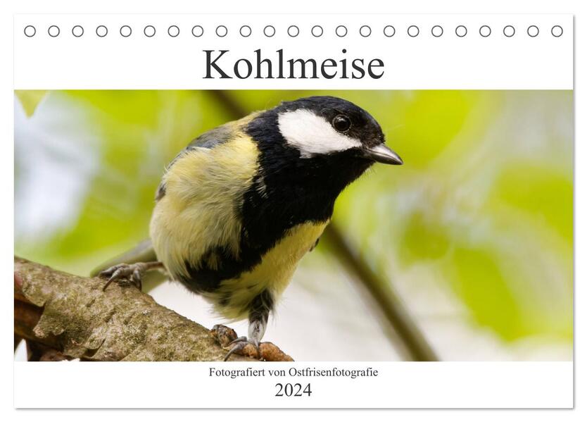 Kohlmeise - Fotografiert von Ostfriesenfotografie (Tischkalender 2024 DIN A5 quer) CALVENDO Monatskalender