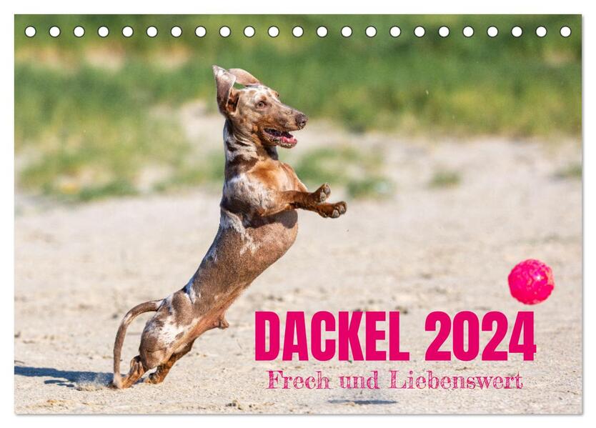 DACKEL 2024 Frech und Liebenwert (Tischkalender 2024 DIN A5 quer) CALVENDO Monatskalender