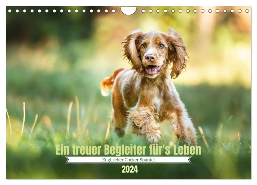 Englischer Cocker Spaniel (Wandkalender 2024 DIN A4 quer) CALVENDO Monatskalender