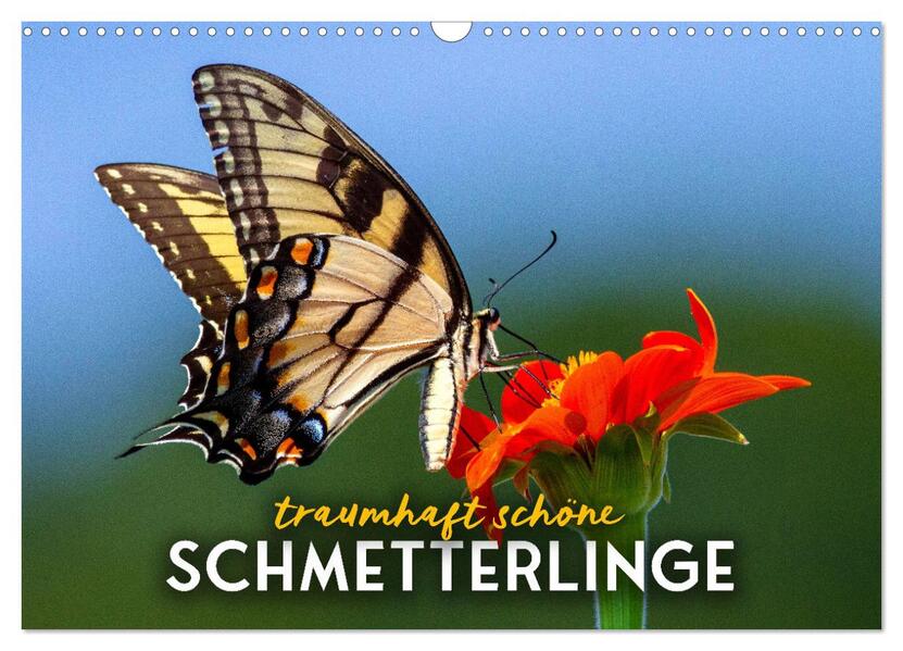 Traumhaft schöne Schmetterlinge (Wandkalender 2024 DIN A3 quer) CALVENDO Monatskalender