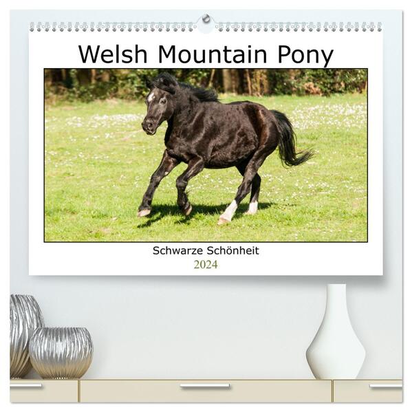 Welsh Mountain Pony - Schwarze Schönheit (hochwertiger Premium Wandkalender 2024 DIN A2 quer) Kunstdruck in Hochglanz