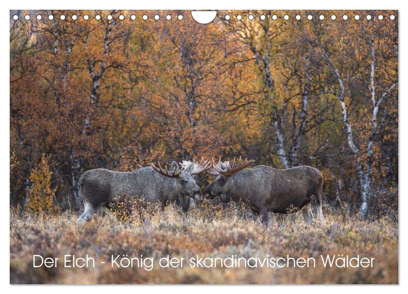 Der Elch - König der skandinavischen Wälder (Wandkalender 2024 DIN A4 quer) CALVENDO Monatskalender