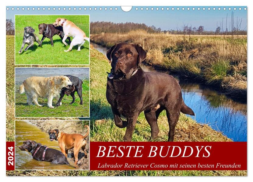 Beste Buddys (Wandkalender 2024 DIN A3 quer) CALVENDO Monatskalender