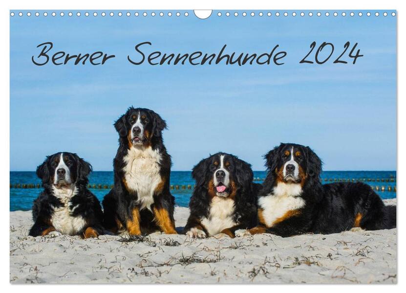Berner Sennenhund 2024 (Wandkalender 2024 DIN A3 quer) CALVENDO Monatskalender