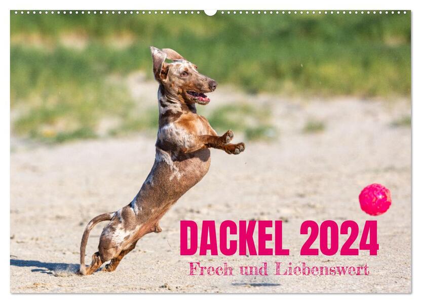 DACKEL 2024 Frech und Liebenwert (Wandkalender 2024 DIN A2 quer) CALVENDO Monatskalender