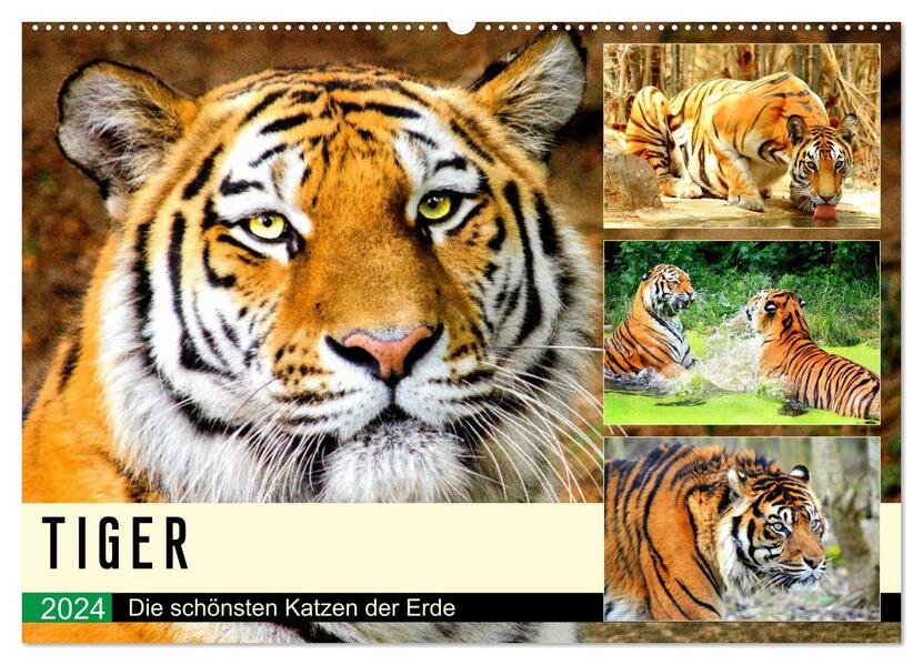 Tiger. Die schönsten Katzen der Erde (Wandkalender 2024 DIN A2 quer) CALVENDO Monatskalender