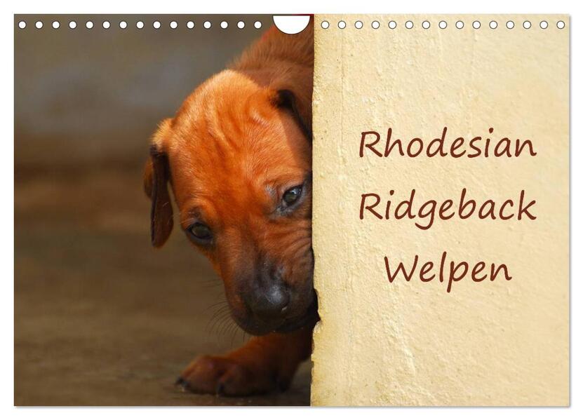 Rhodesian Ridgeback Welpen (Wandkalender 2024 DIN A4 quer) CALVENDO Monatskalender