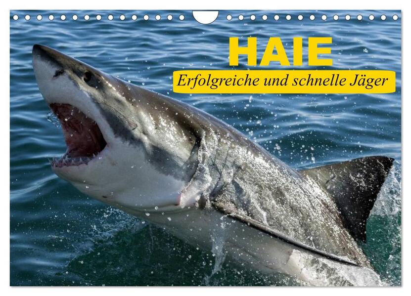 Haie. Erfolgreiche und schnelle Jäger (Wandkalender 2024 DIN A4 quer) CALVENDO Monatskalender
