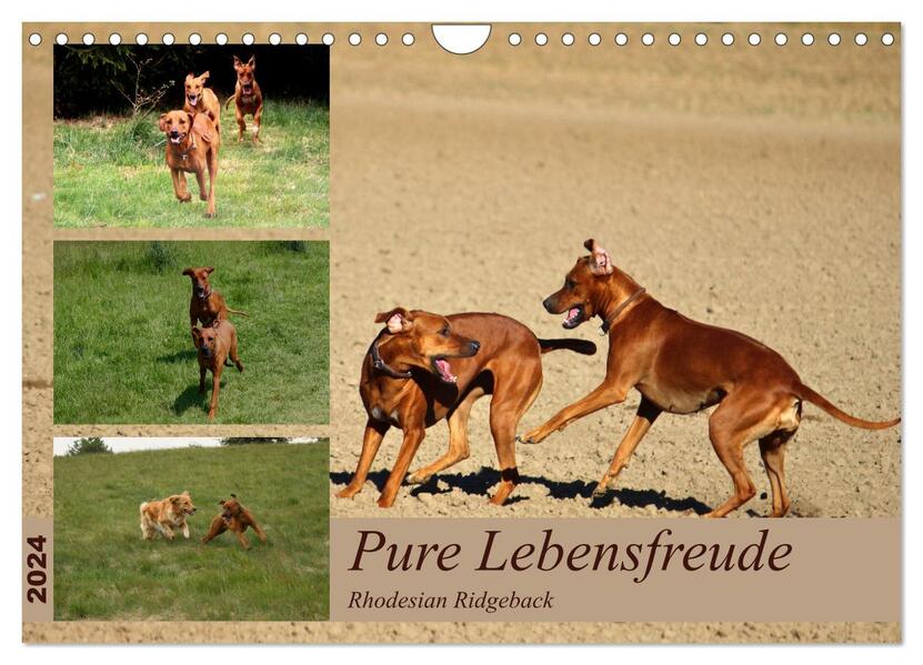 Rhodesian Ridgeback Pure Lebensfreude (Wandkalender 2024 DIN A4 quer) CALVENDO Monatskalender