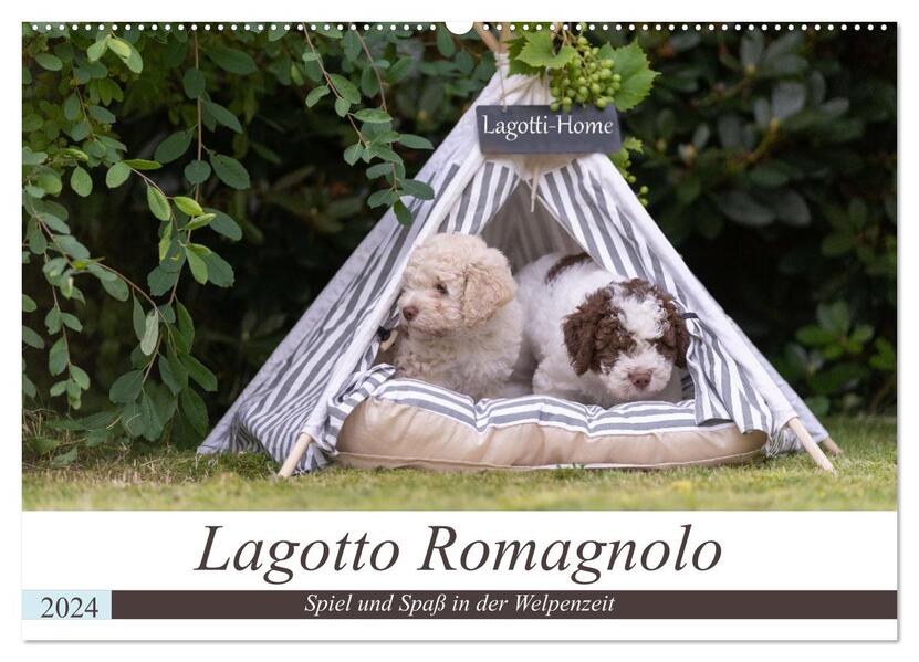 Lagotto Romagnolo - Spiel und Spaß in der Welpenzeit (Wandkalender 2024 DIN A2 quer) CALVENDO Monatskalender