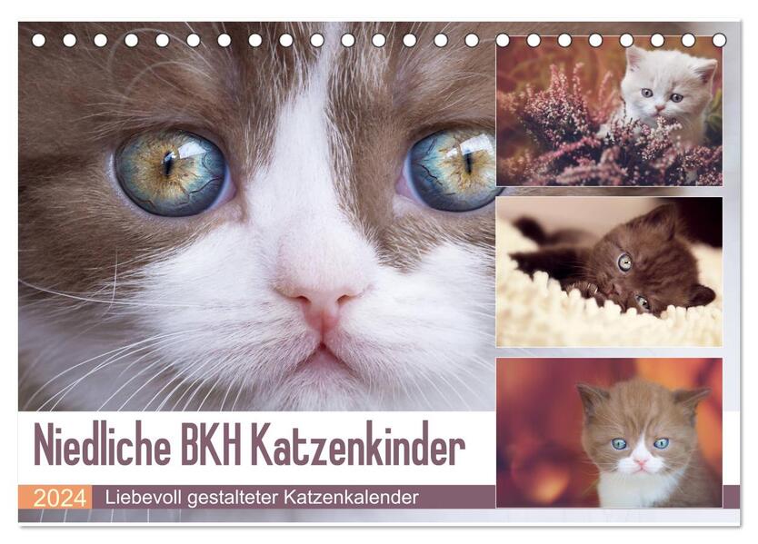 Niedliche BKH Katzenkinder (Tischkalender 2024 DIN A5 quer) CALVENDO Monatskalender