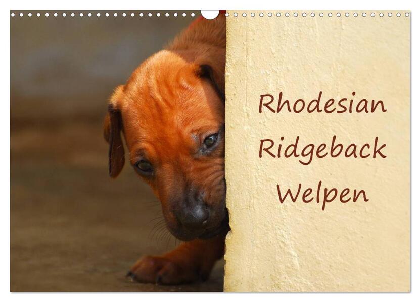 Rhodesian Ridgeback Welpen (Wandkalender 2024 DIN A3 quer) CALVENDO Monatskalender