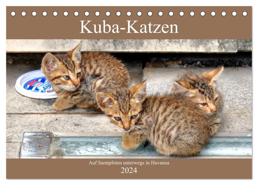 Kuba-Katzen - Auf Samtpfoten unterwegs in Havanna (Tischkalender 2024 DIN A5 quer) CALVENDO Monatskalender