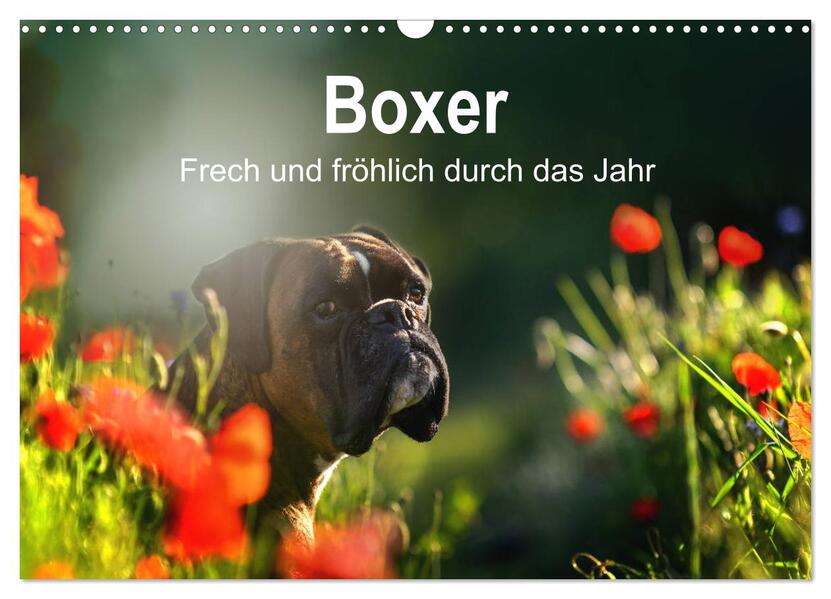 Boxer Frech und fröhlich durch das Jahr (Wandkalender 2024 DIN A3 quer) CALVENDO Monatskalender