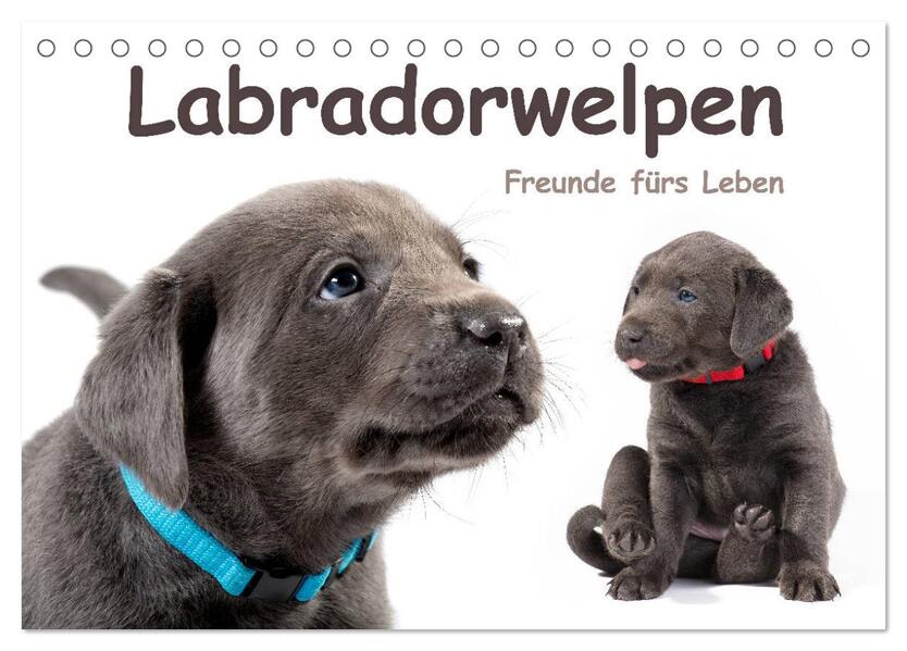 Labradorwelpen - Freunde fürs Leben (Tischkalender 2024 DIN A5 quer) CALVENDO Monatskalender