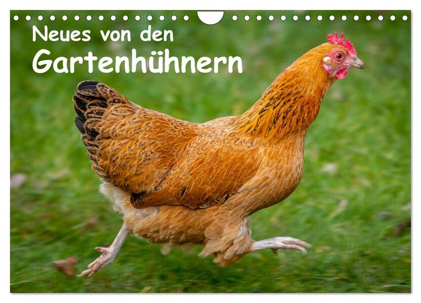 Neues von den Gartenhühnern (Wandkalender 2024 DIN A4 quer) CALVENDO Monatskalender