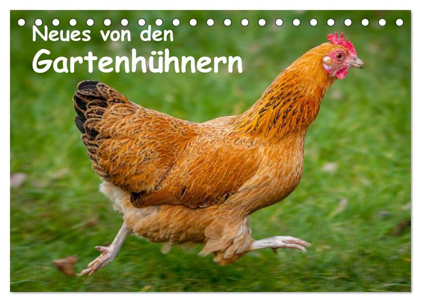 Neues von den Gartenhühnern (Tischkalender 2024 DIN A5 quer) CALVENDO Monatskalender