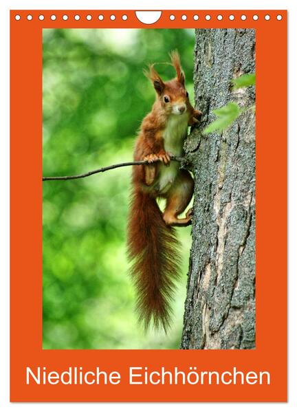 Niedliche Eichhörnchen (Wandkalender 2024 DIN A4 hoch) CALVENDO Monatskalender