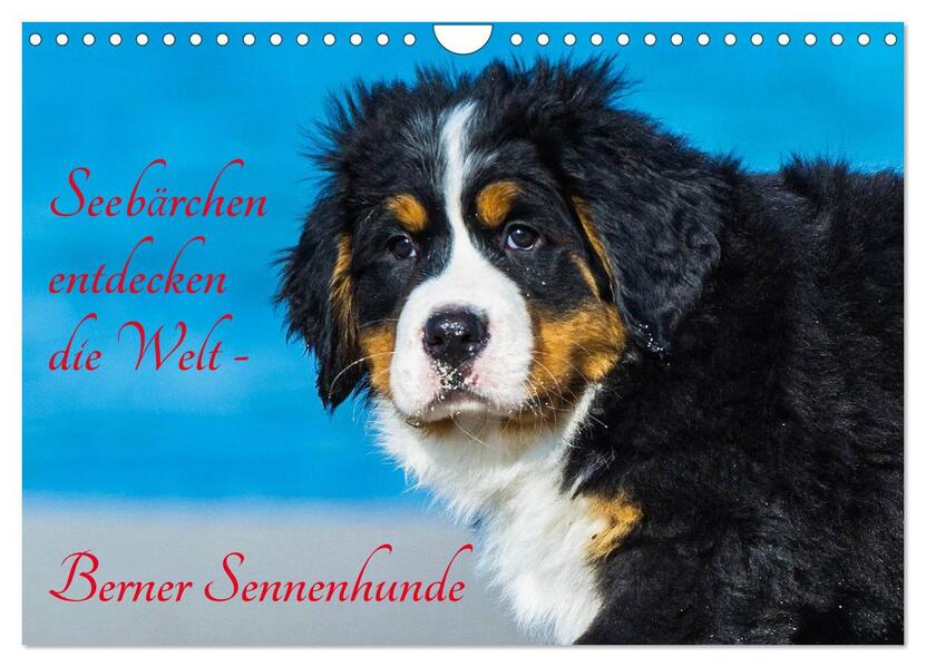 Seebärchen entdecken die Welt - Berner Sennenhunde (Wandkalender 2024 DIN A4 quer) CALVENDO Monatskalender