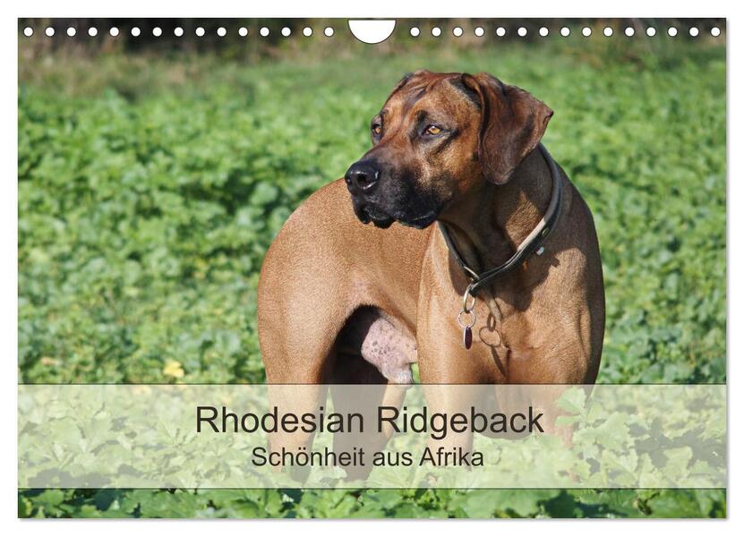 Rhodesian Ridgeback Schönheit aus Afrika (Wandkalender 2024 DIN A4 quer) CALVENDO Monatskalender