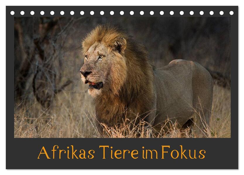 Afrikas Tiere im Fokus (Tischkalender 2024 DIN A5 quer) CALVENDO Monatskalender
