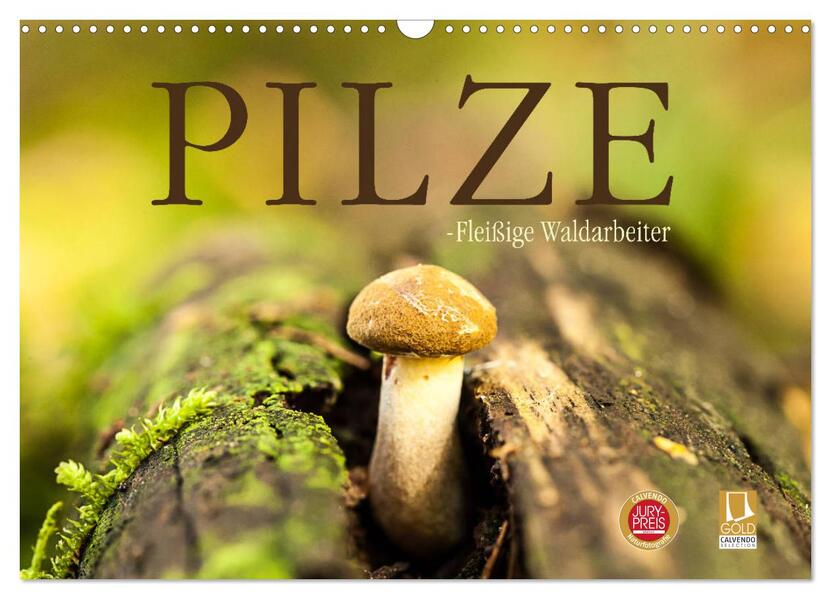 Pilze - fleißige Waldarbeiter (Wandkalender 2024 DIN A3 quer) CALVENDO Monatskalender