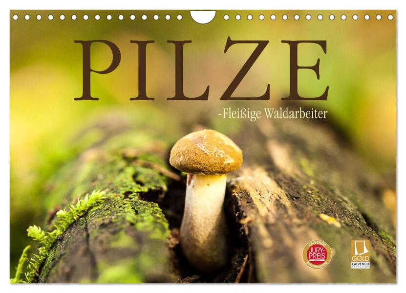 Pilze - fleißige Waldarbeiter (Wandkalender 2024 DIN A4 quer) CALVENDO Monatskalender