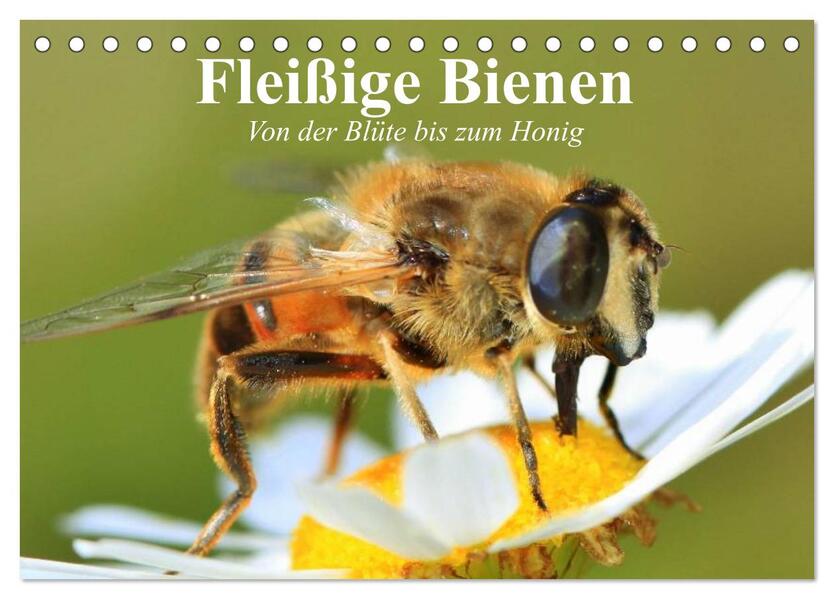 Fleißige Bienen. Von der Blüte bis zum Honig (Tischkalender 2024 DIN A5 quer) CALVENDO Monatskalender