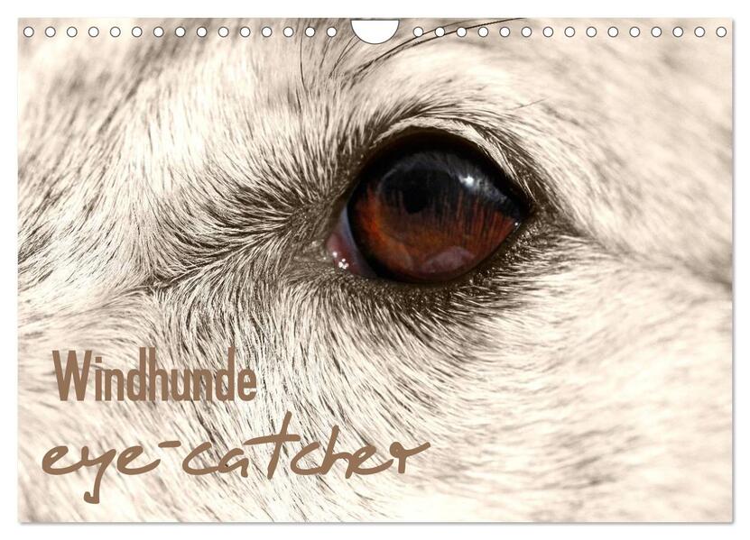 Windhunde eye-catcher (Wandkalender 2024 DIN A4 quer) CALVENDO Monatskalender