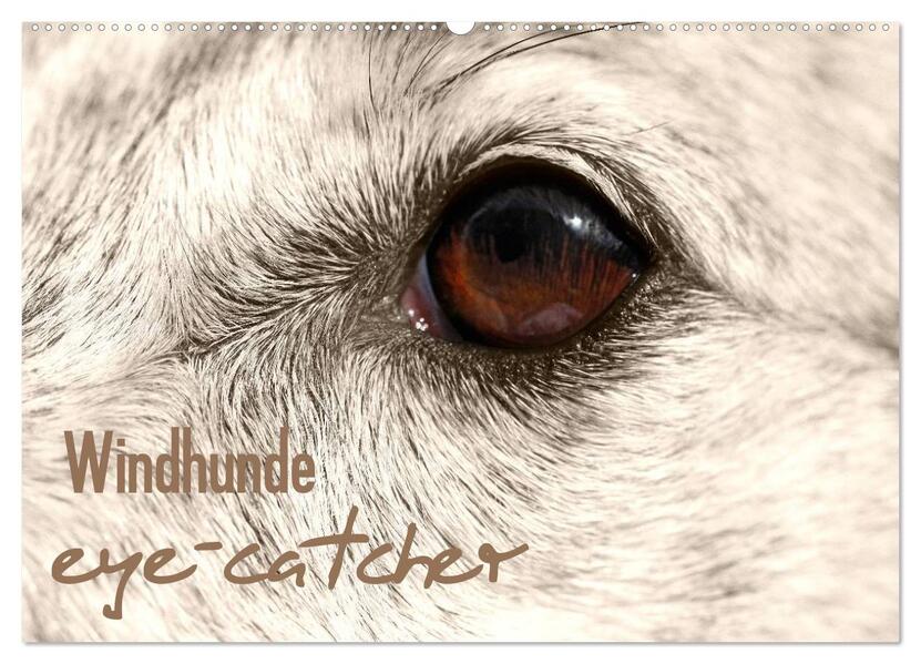 Windhunde eye-catcher (Wandkalender 2024 DIN A2 quer) CALVENDO Monatskalender