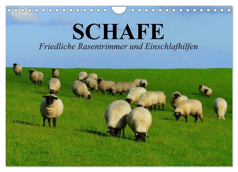 Schafe. Friedliche Rasentrimmer und Einschlafhilfen (Wandkalender 2024 DIN A4 quer) CALVENDO Monatskalender