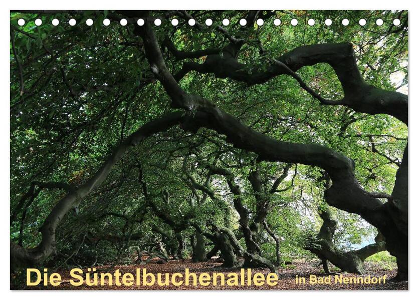 Die Süntelbuchenallee von Bad Nenndorf (Tischkalender 2024 DIN A5 quer) CALVENDO Monatskalender