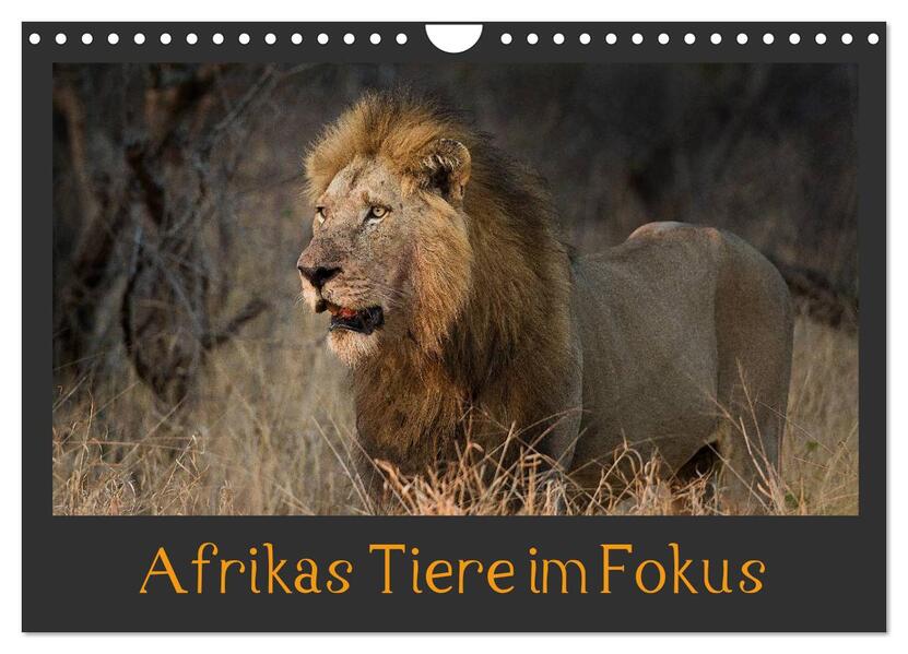 Afrikas Tiere im Fokus (Wandkalender 2024 DIN A4 quer) CALVENDO Monatskalender