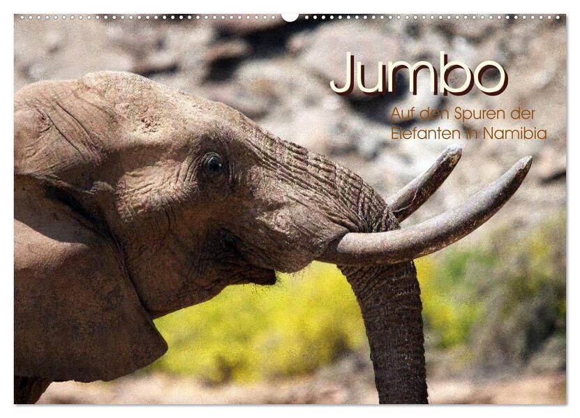 Jumbo Auf den Spuren der Elefanten in Namibia (Wandkalender 2024 DIN A2 quer) CALVENDO Monatskalender
