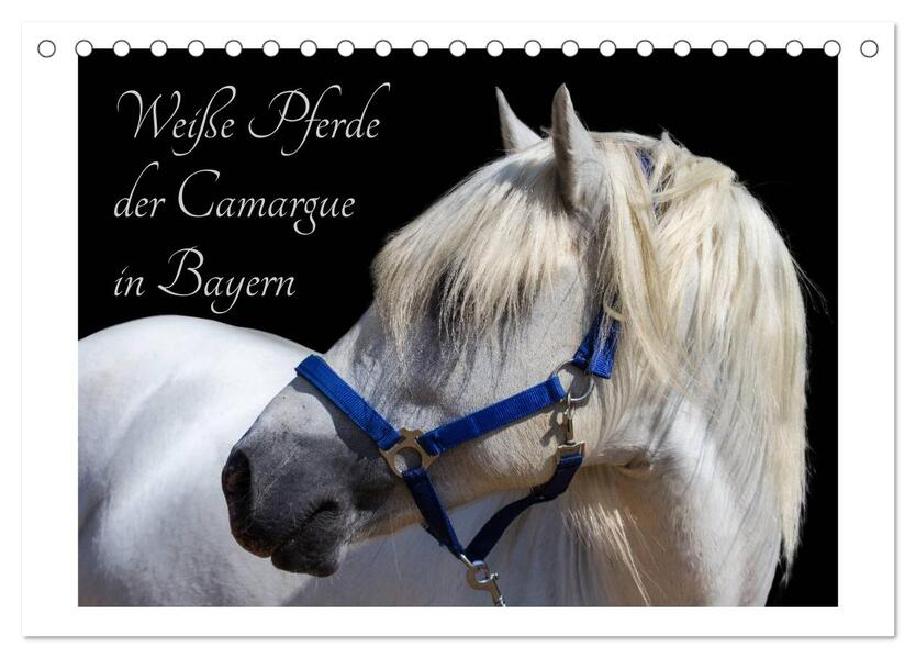 Weiße Pferde der Camargue in Bayern (Tischkalender 2024 DIN A5 quer) CALVENDO Monatskalender