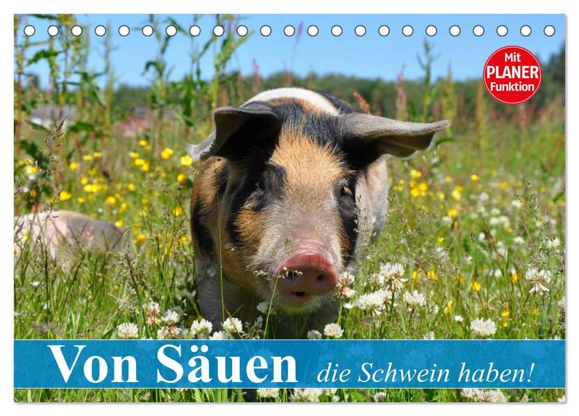 Von Säuen die Schwein haben! (Tischkalender 2024 DIN A5 quer) CALVENDO Monatskalender